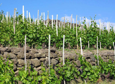 Vignes d’Auvergne